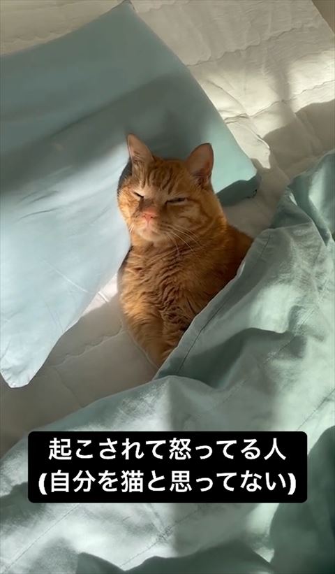 今にも寝そうな猫ちゃん