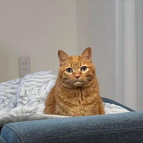 ソアからこっち見てる猫