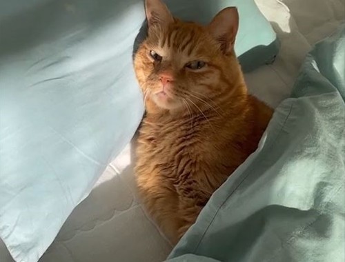 寝てる猫アップ