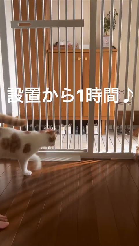 柵に向かっていく猫ちゃん