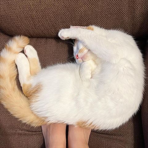 体まげて寝てる猫