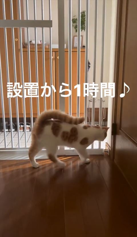 隙間をのぞく猫ちゃん