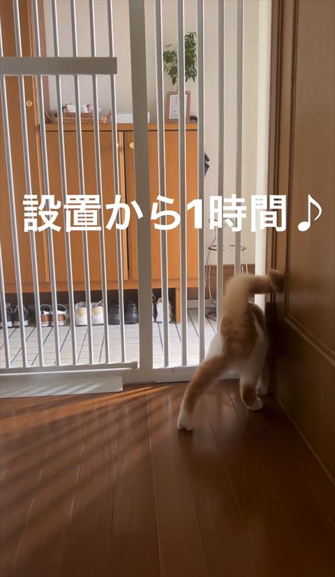 隙間に頭入れる