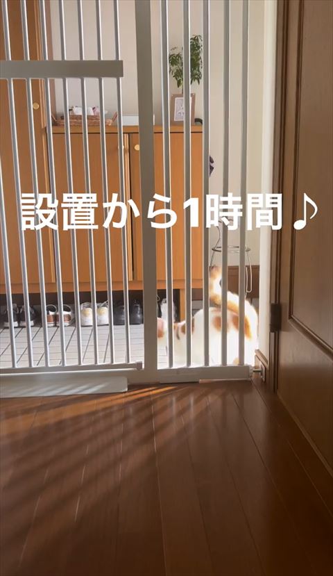 柵の向こうにいる猫ちゃん