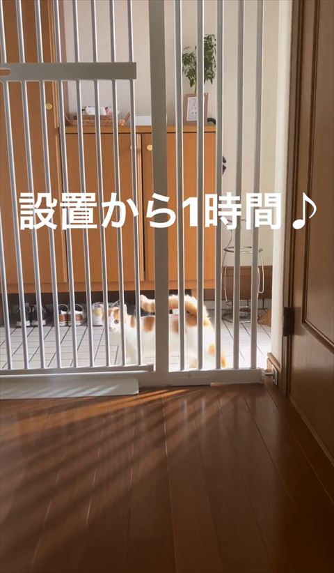 柵の向こうからこっち見てる猫ちゃん