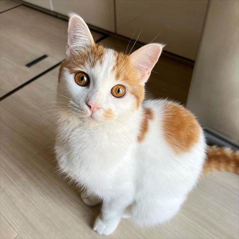 お座りしてる猫ちゃん