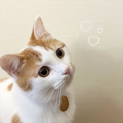ハートと猫