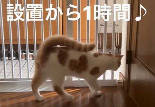 柵に向かっていく猫ちゃん