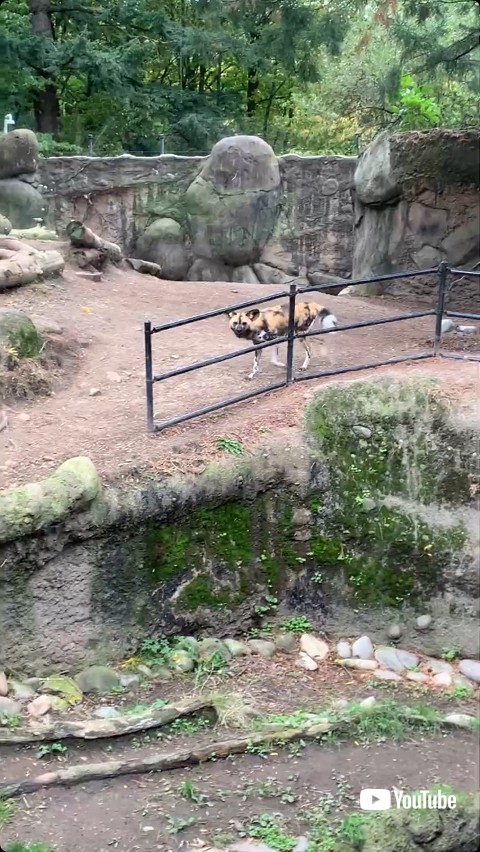 犬に興味を持つリカオン