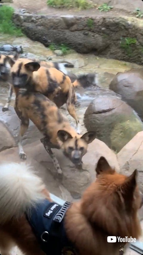 リカオンの集団から逃げる犬