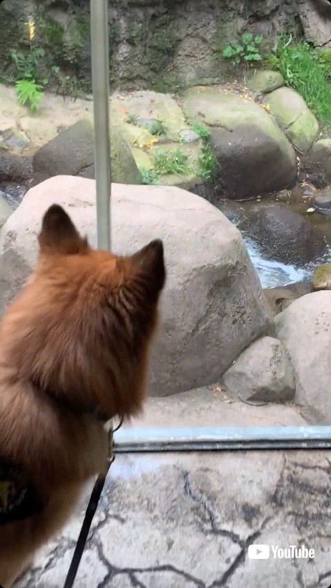 リカオンを見る犬