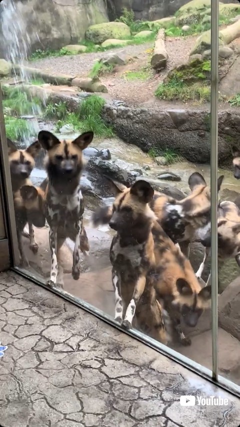 8匹のリカオンの集団