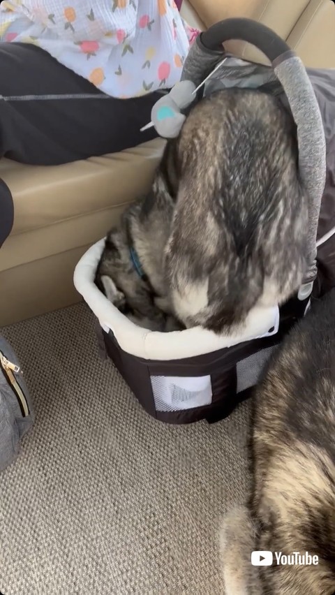 バシネットで回転するハスキー