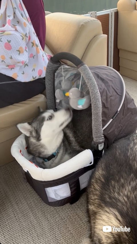 バシネットの飾りを見るハスキー