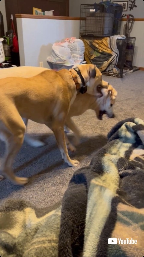 じゃれあう大型犬2匹