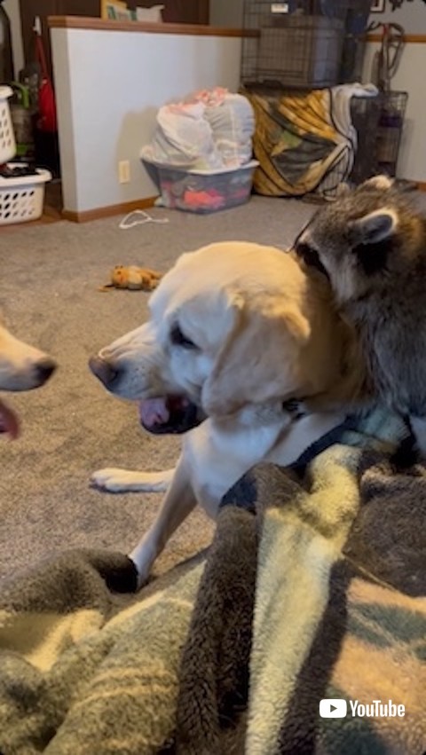 ハグするアライグマ