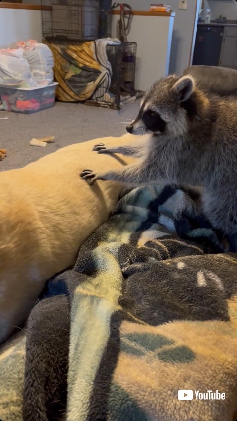 けんかを仲裁するアライグマ