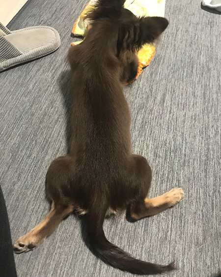 とらくんおしり