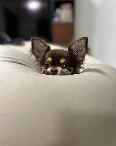 よぎぼーととらくん