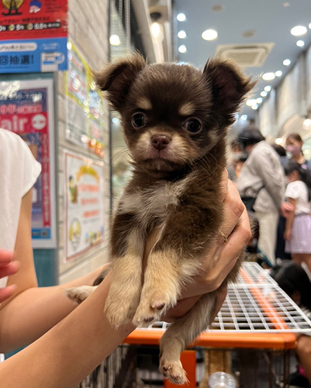 ショップにいたときのとらくん