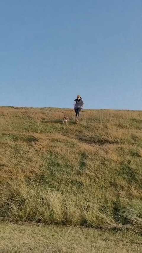 お姉さんを引っ張るワンコたち