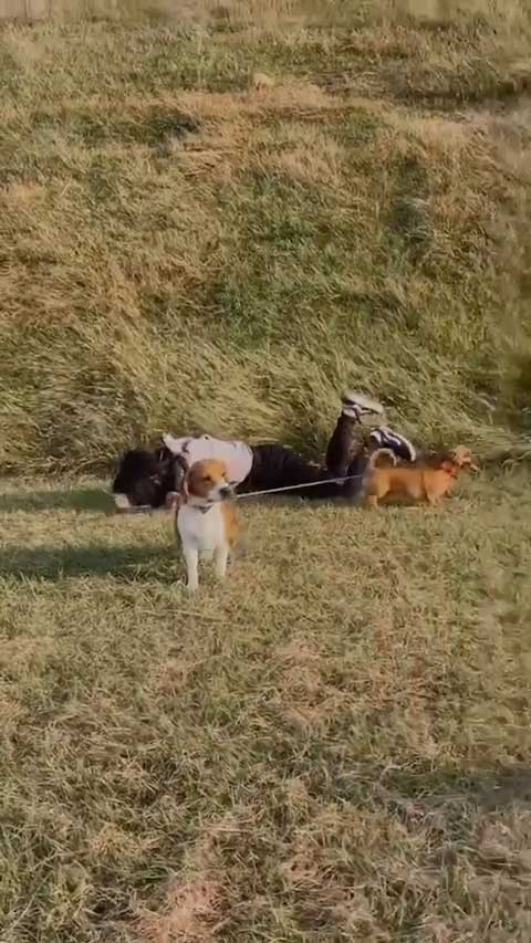 ワンコたちの表情