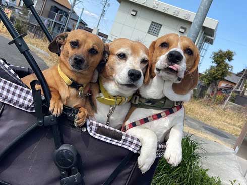 並んだ3匹の犬たち