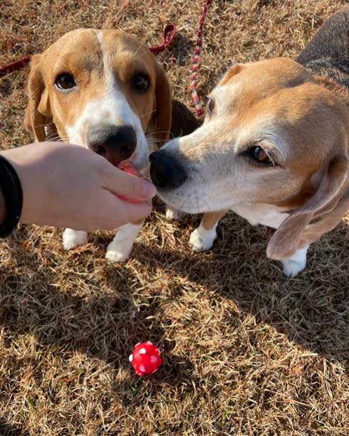 仲良くなってきたビーグルコンビ