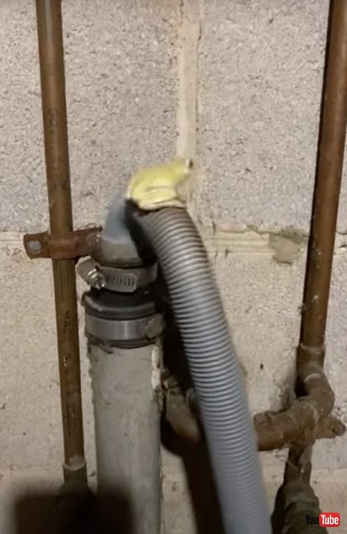 ホースの上で激しく揺れるカエル