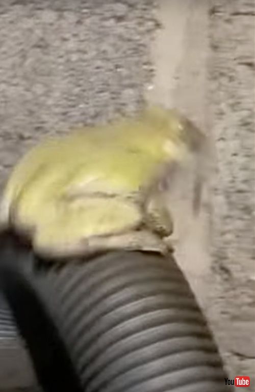 ホースの上で激しく揺れるカエル