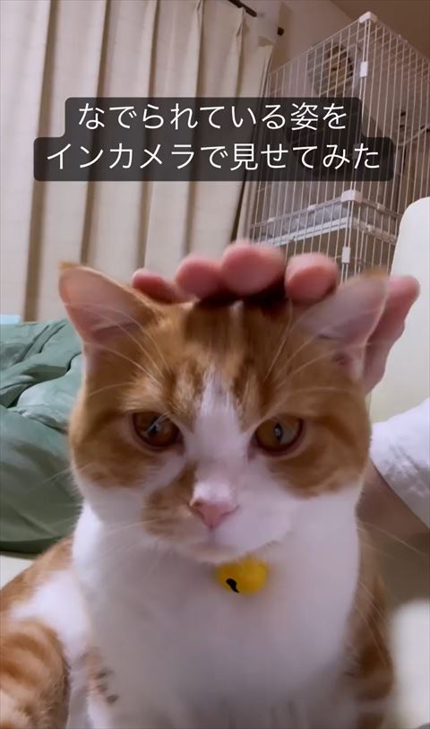 なでられてる猫正面