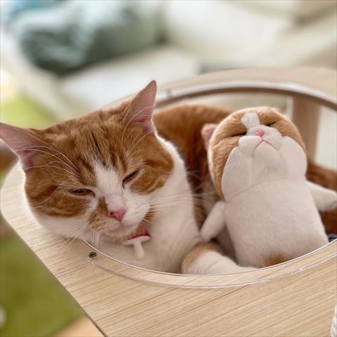 猫とぬいぐるみ