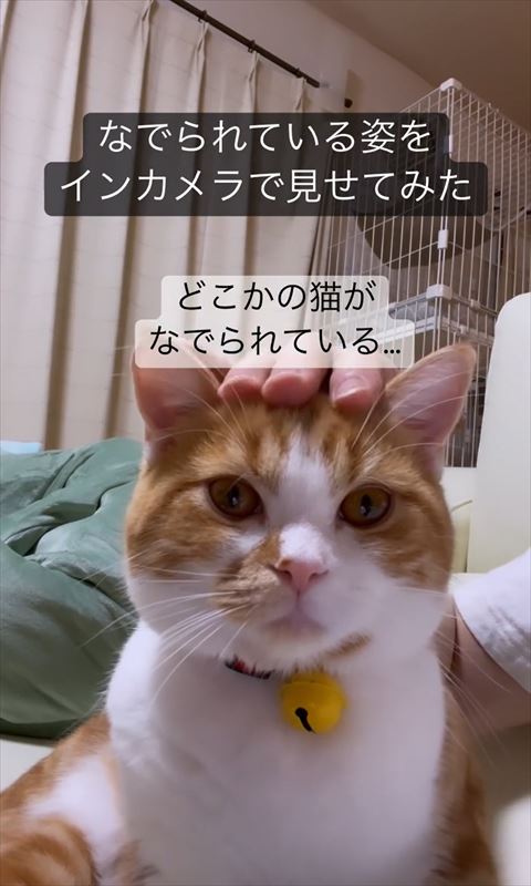 どこかの猫がなでられてるテロップ
