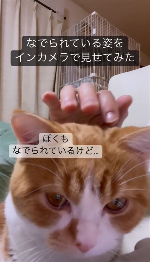 画面のぞきこむ猫