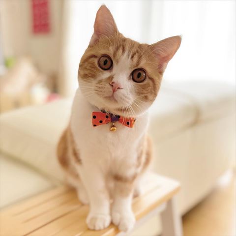 首かしげてる猫ちゃん