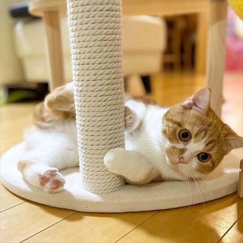 キャットタワーの下で遊ぶそらたくん