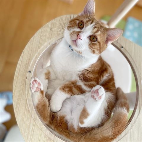 透明ボールでくつろぐ猫