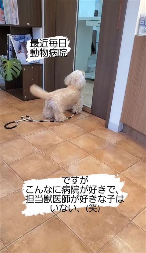 しっぽたってる犬