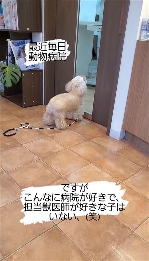 犬のしっぽ右側