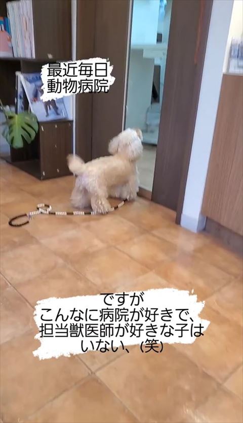 しっぽぶれてる犬