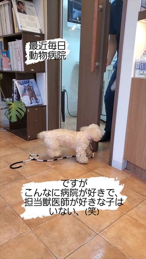 先生の元に行くワンコ