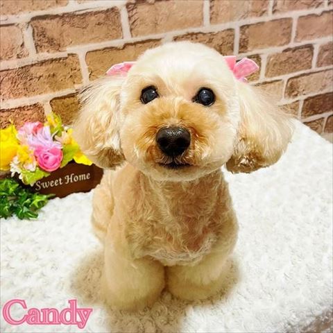 トイプードルベージュ