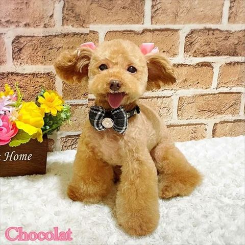 トイプードルブラウン