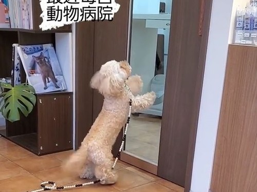 しっぽたってる犬