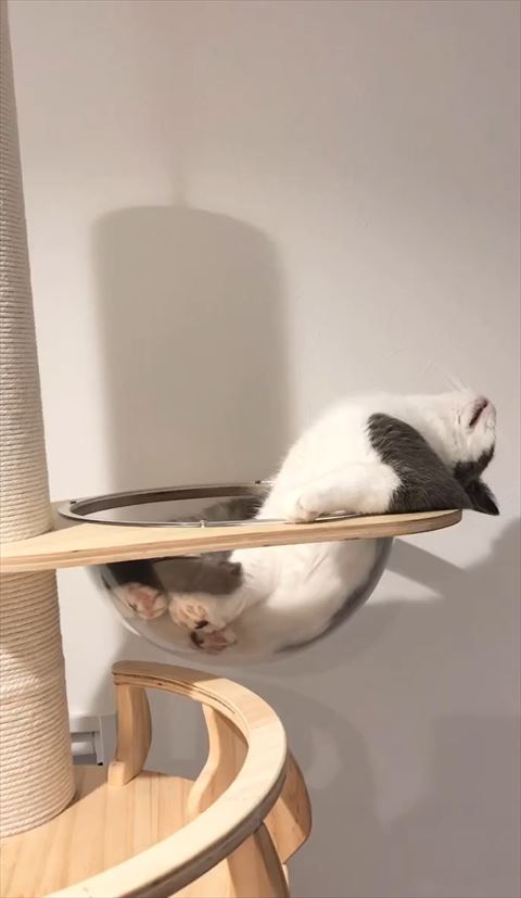 肘ついてのけぞる猫ちゃん