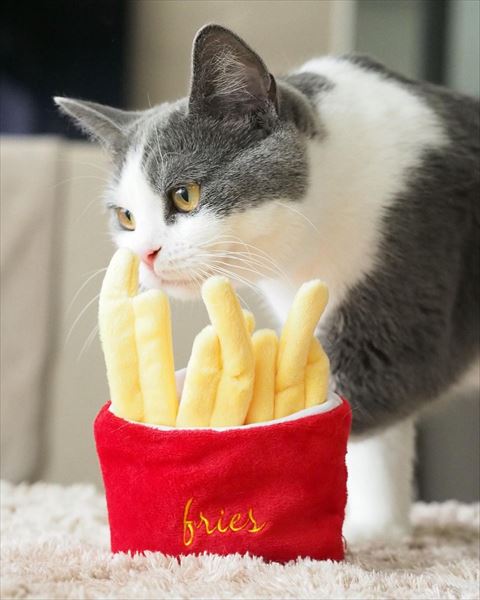 ぽてとのおもちゃと猫ちゃん