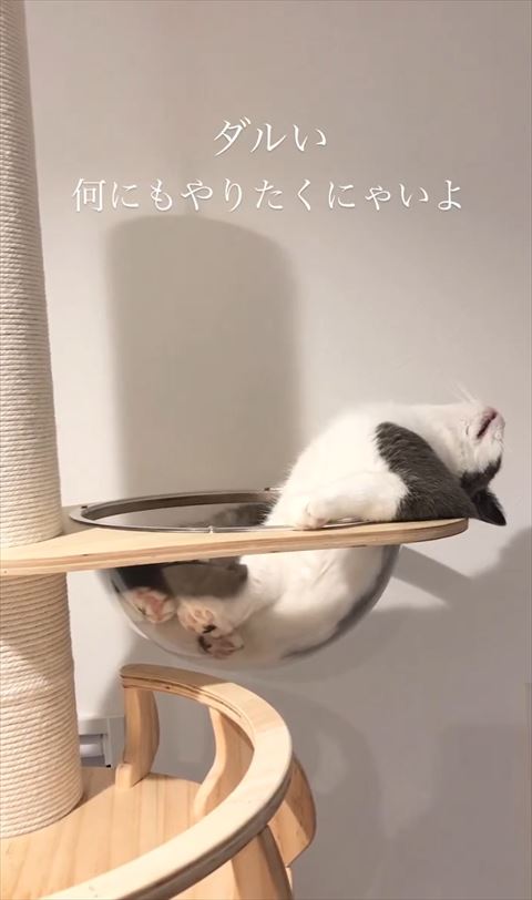 ダルイテロップ