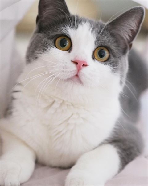 猫ちゃんアップ