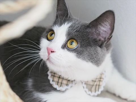 チェック柄と猫ちゃん