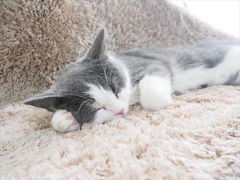 カーペットで寝る猫ちゃん